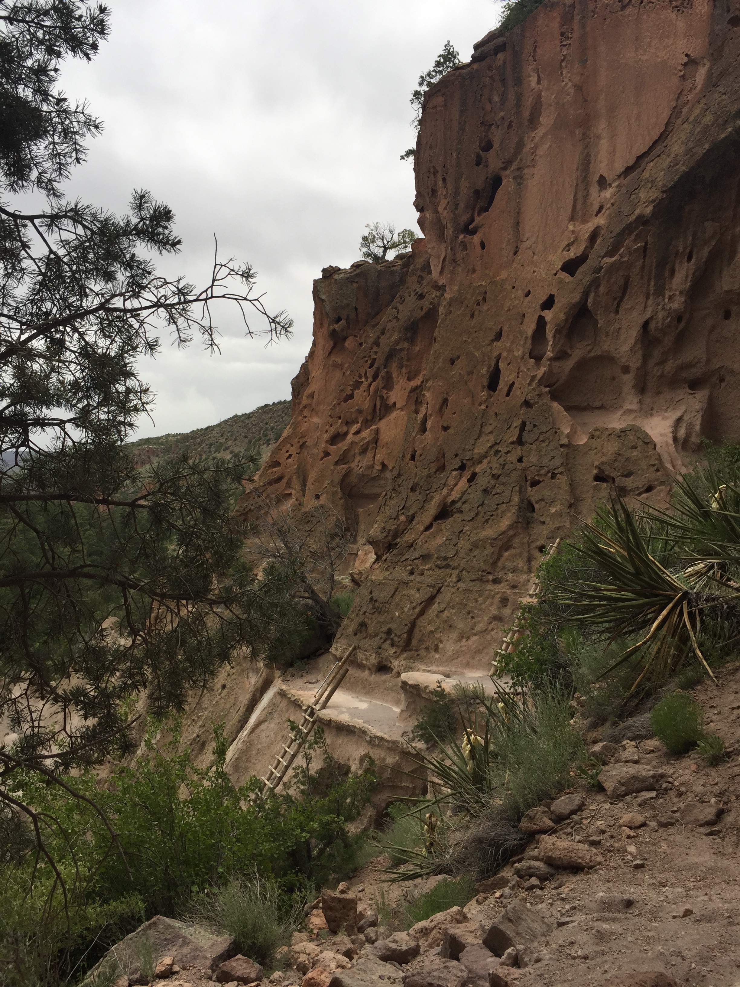 A cliff with ladders in forested Bandelier, NM
